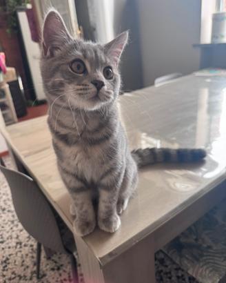 British shorthair