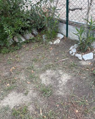 Sassi decorativi da giardino