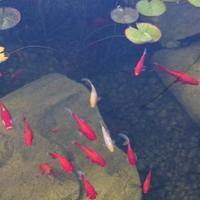 PESCI ROSSI giallo bianco black sarasa shubunkin