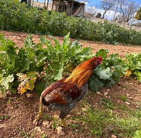 Gallo araucana