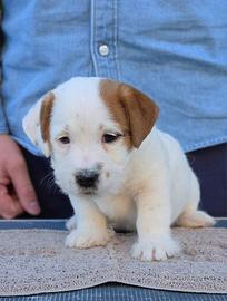 Jack Russell con pedigree