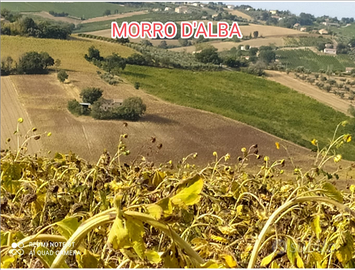 Terreno agricolo Morro D'alba