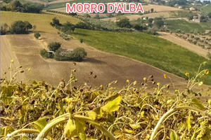 Terreno agricolo Morro D'alba