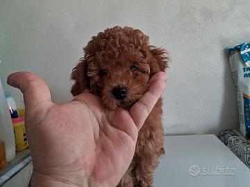 Barboncino femminuccia