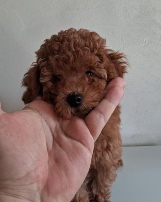 Barboncino femminuccia