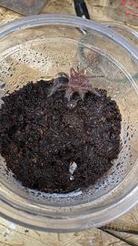 Grammostola pulchripes - Tarantola Sling