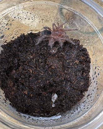 Grammostola pulchripes - Tarantola Sling