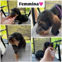 Bassotti nani pelo duro