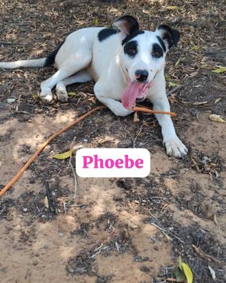 Cagnolina dolce a pois