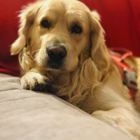 Golden retriever