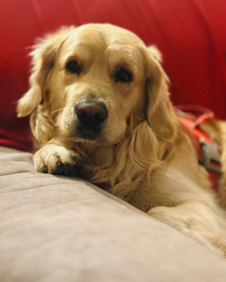 Golden retriever