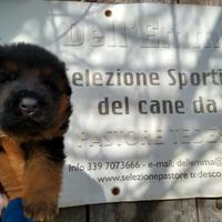 Cuccioli di pastore tedesco, selezionati