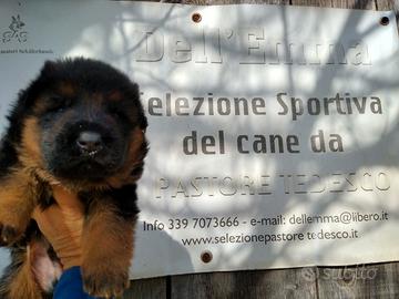 Cuccioli di pastore tedesco, selezionati