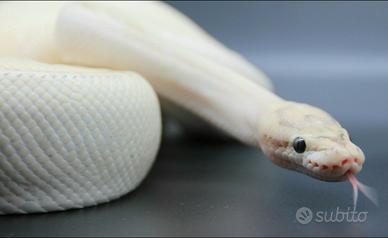 Pitone reale x riproduzione + teca completa