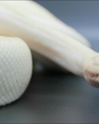 Pitone reale x riproduzione + teca completa