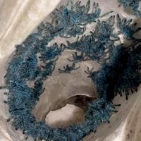 Sling Caribena versicolor POSSIBILE SPEDIZIONE
