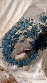 Sling Caribena versicolor POSSIBILE SPEDIZIONE