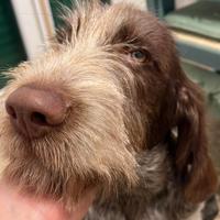 Cucciolo di Spinone Italiano