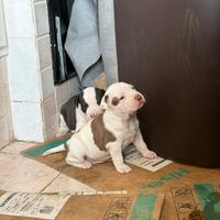 Pit Bull UKC Black Nose e Red Nose
