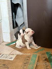 Pit Bull UKC Black Nose e Red Nose