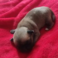 Chihuahua cucciolo maschio