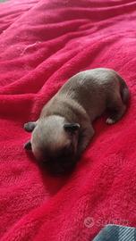 Chihuahua cucciolo maschio