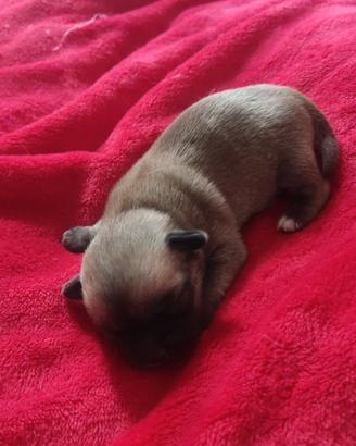 Chihuahua cucciolo maschio