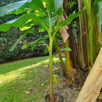 Banano in vaso cm 150