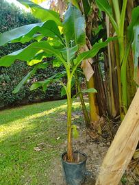 Banano in vaso cm 150