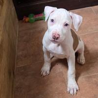 Pitbull Red nose