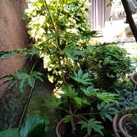 Aralia japonica