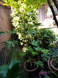 Aralia japonica