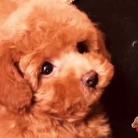 Barboncino mini toy red