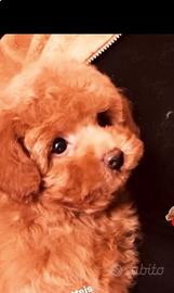 Barboncino mini toy red