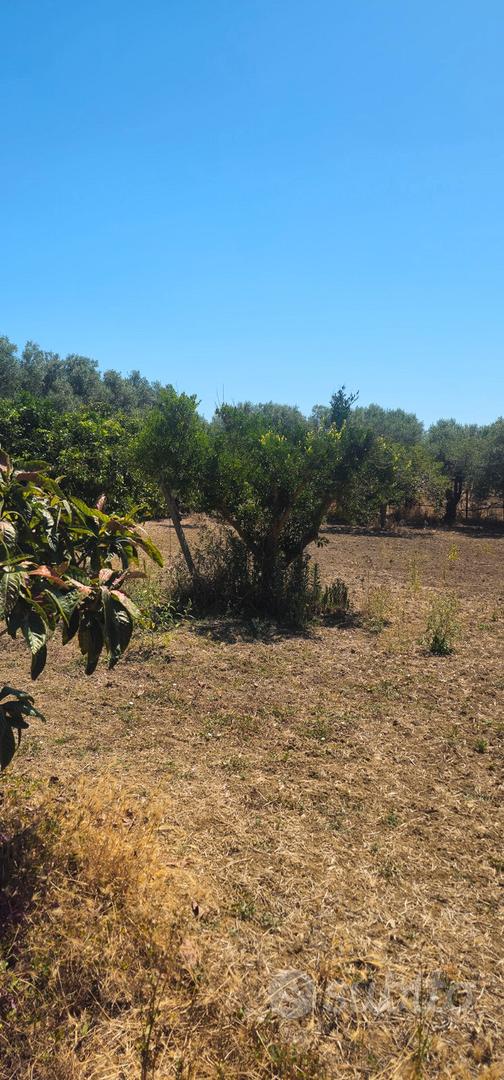 Terreno agricolo piantumato 1500 mq - Vista 2