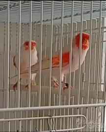 Coppia canarini rossi mosaici