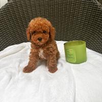 Barboncino Toy maschi red tre mesi