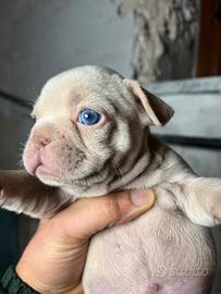 Bulldog francese platinum