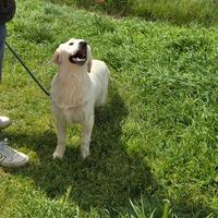 Femmina golden retriever