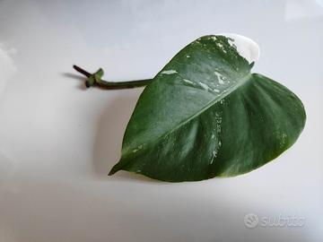 Talea D Monstera albo variegata 