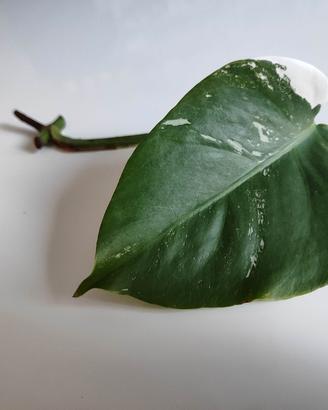 Talea D Monstera albo variegata 