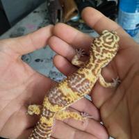 Gechi leopardini