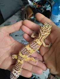 Gechi leopardini