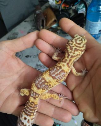 Gechi leopardini