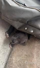 cuccioli amstaff blue 