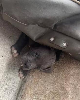 cuccioli amstaff blue 