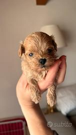 Maltipoo asiatico teacup femmina