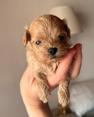 Maltipoo asiatico teacup femmina