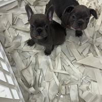 Coppia di boulldog francese poket