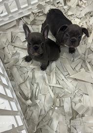 Coppia di boulldog francese poket